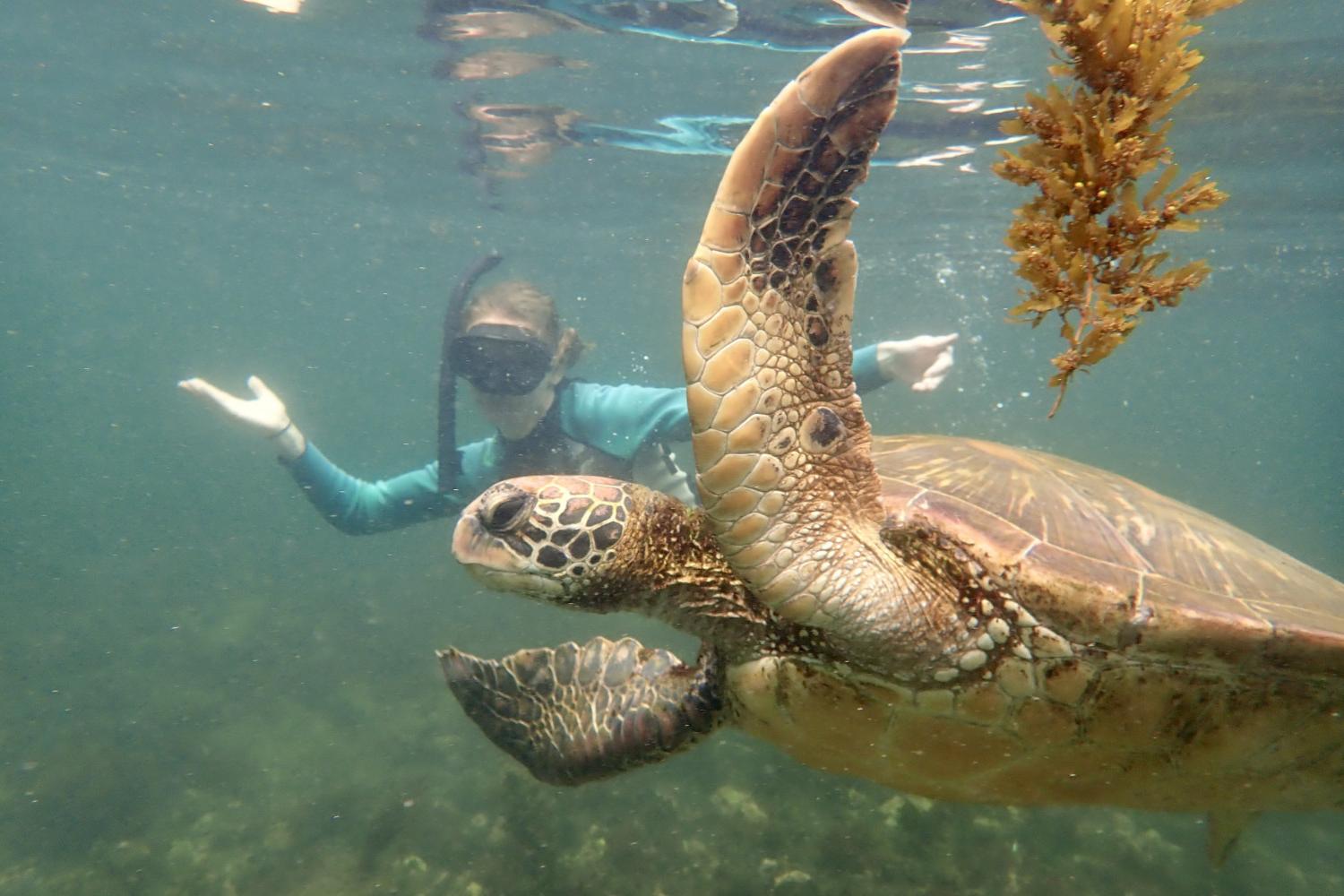 一名<a href='http://0.charityandtruth.com/'>博彩网址大全</a>学生在Galápagos群岛游学途中与一只巨龟游泳.